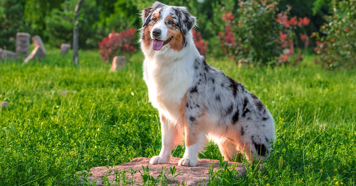 razze di cane più belle: pastore australiano