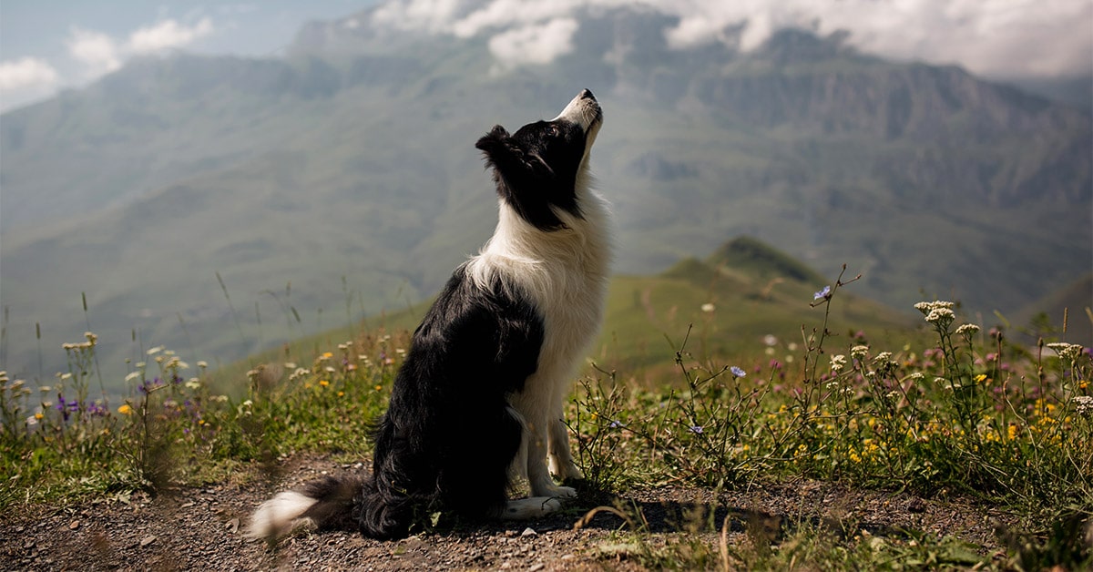 razze di cani più belle: border collie