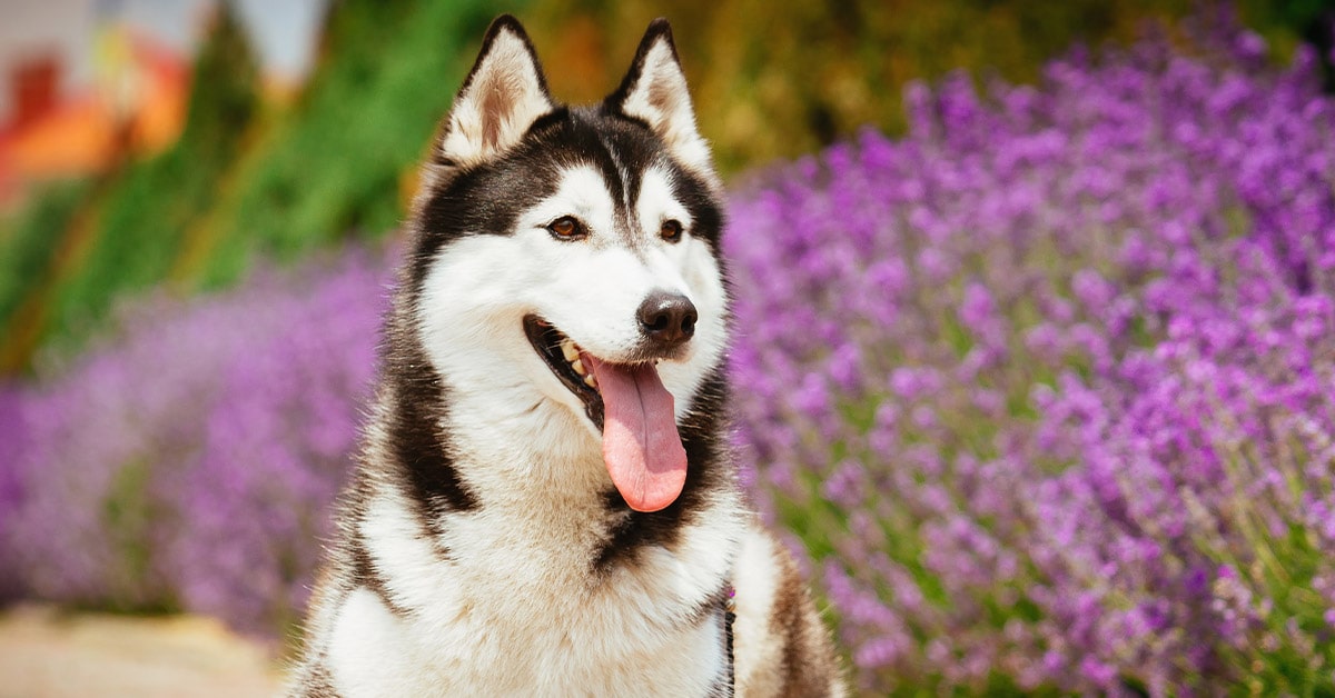 l'Husky siberiano è tra le razze di cani più belle