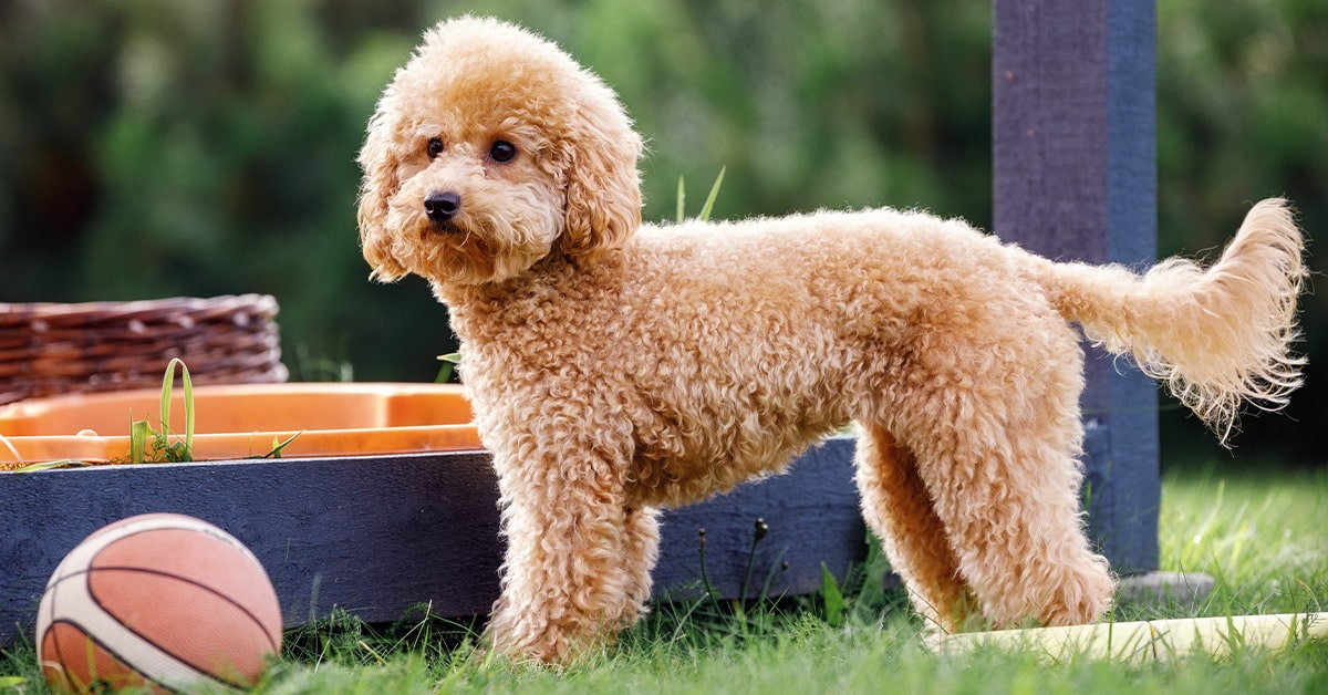 barboncino tra le 10 razze di cani più belle