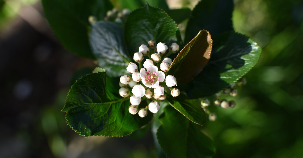 Pianta di Aronia con fiori bianchi in bocciolo
