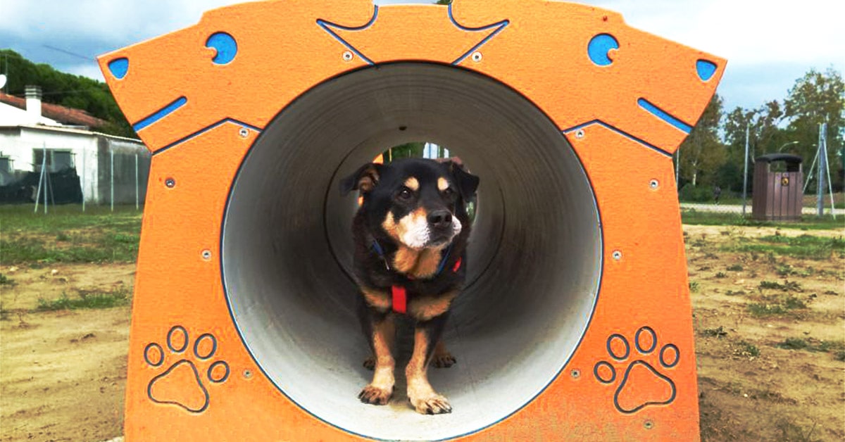 come riconoscere un cane con problemi articolari