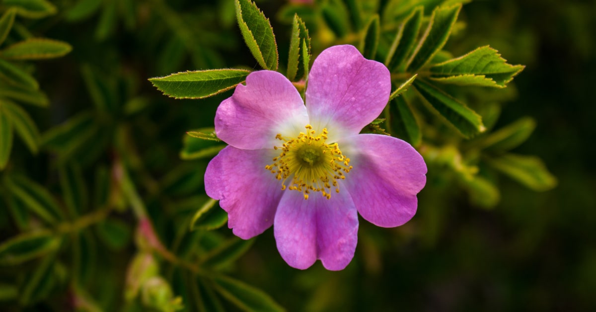 Rosa mosqueta in fiore