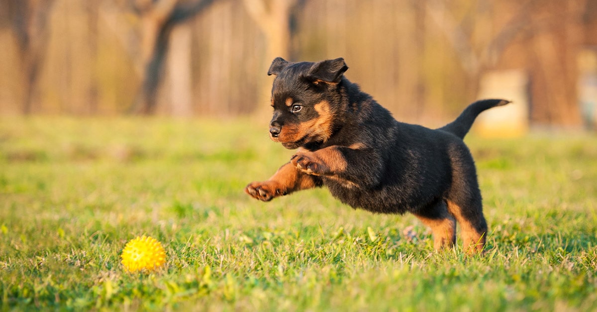 Esercizio fisico per prevenire i problemi articolari nel cane