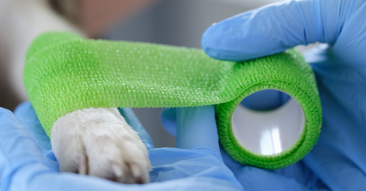 come riconoscere la lussazione della rotula nel cane