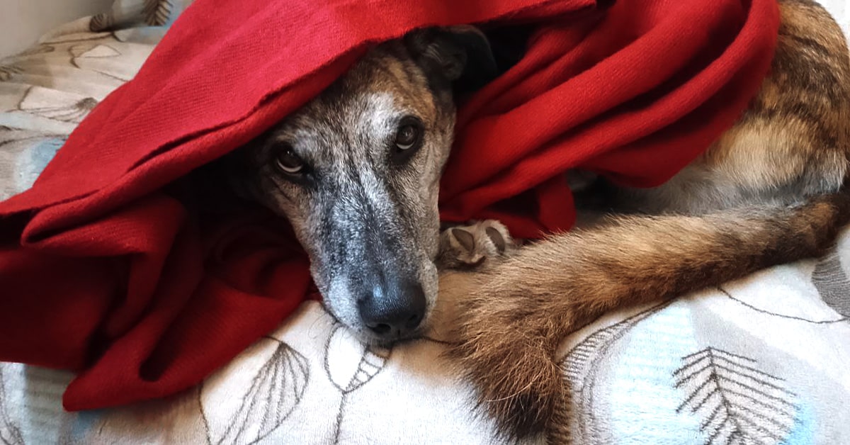 cane con raffreddore al caldo sotto le coperte