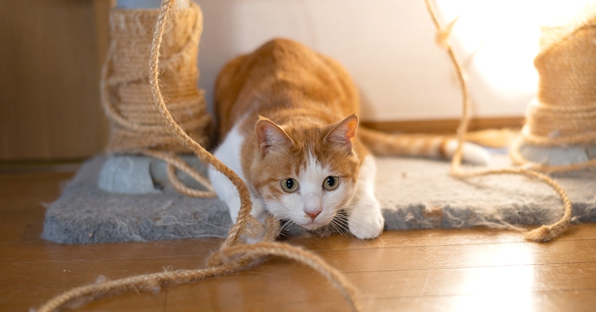 Gatto impaurito che può diventare aggressivo