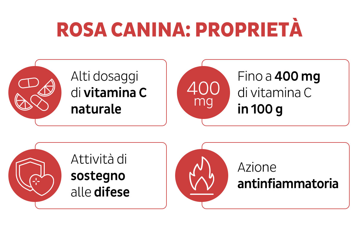 Infografica proprietà rosa canina
