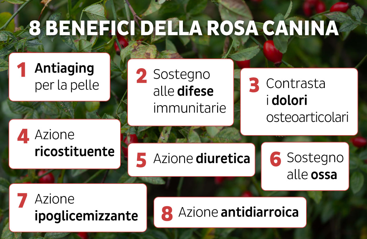 Infografica rosa canina benefici
