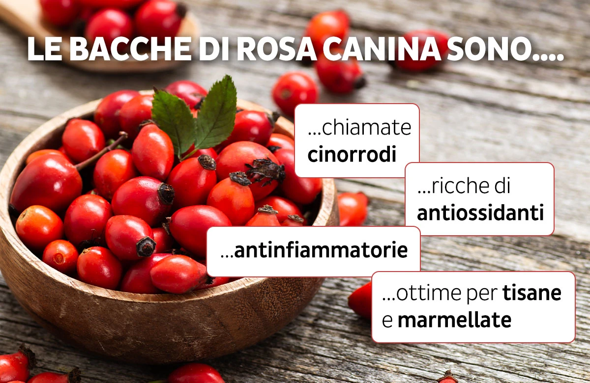 Infografica i cinorrodi di rosa canina