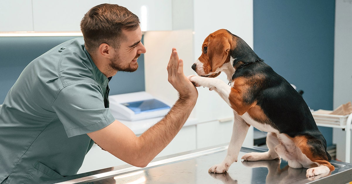 cane con sintomi dell'artrosi quando andare dal veterinario