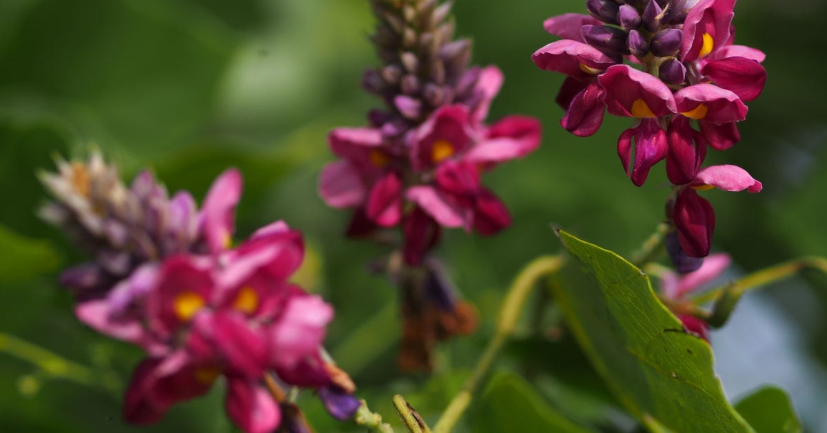 Fiori di Pueraria Lobata dalle cui radici si ottiene il kuzu