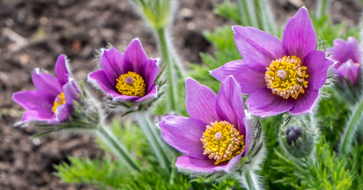 Fiori di pulsatilla