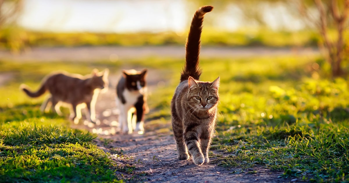gatto aggressivo e i segnali per riconoscerlo