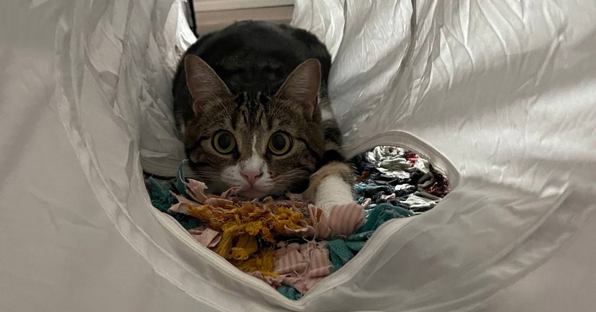 Un gatto impaurito può diventare aggressivo