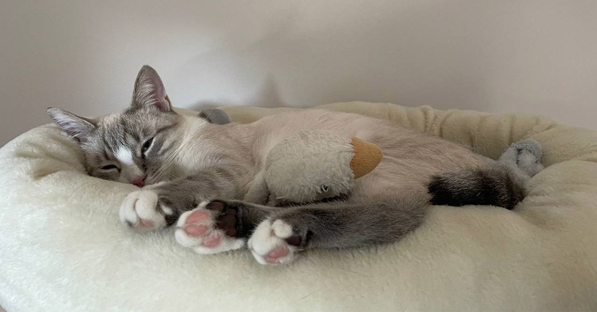 gatto stanco per carenza di taurina
