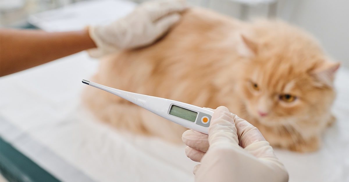 termometro rettale per misurare la febbre al gatto
