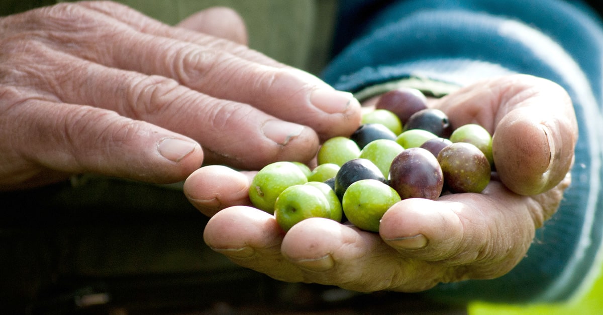 olive bio per produrre olio d'oliva biologico ricco di antiossidanti