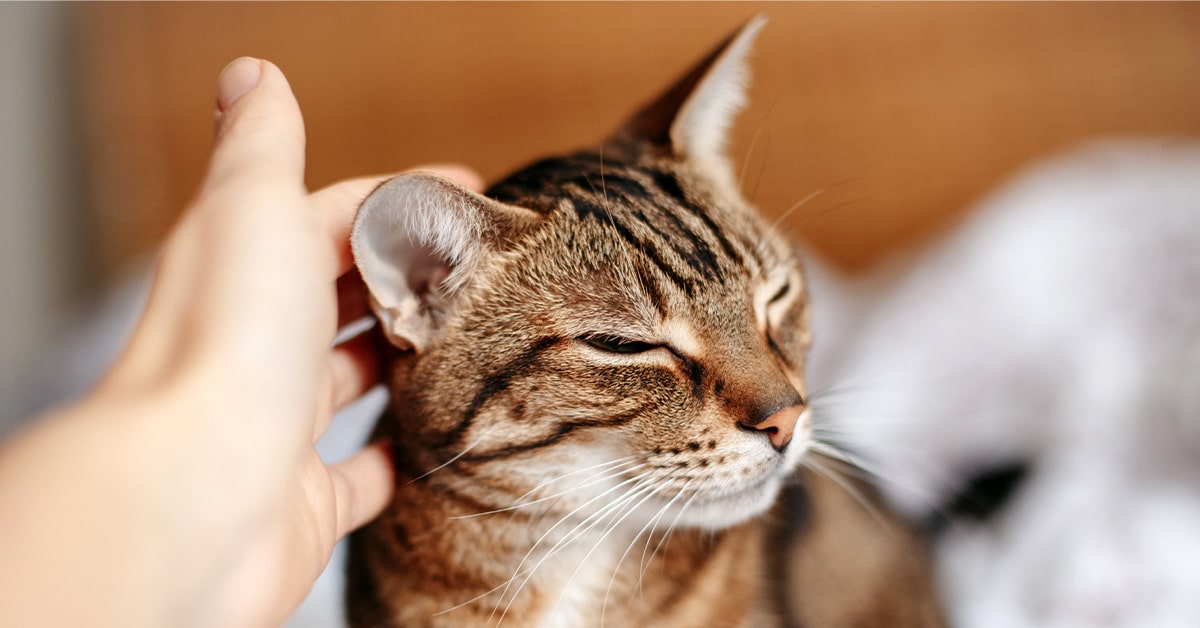 orecchie calde possono aiutarti a capire quando il gatto ha la febbre