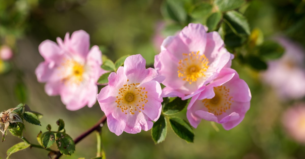 Ramo con fiori di  rosa canina