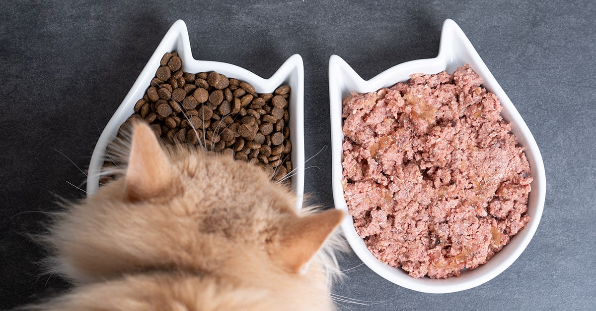 cibo umido e secco contengono taurina in diversa quantità