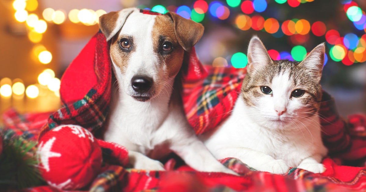 cane e gatto la notte di capodanno come tranquillizzarli con rimedi naturali
