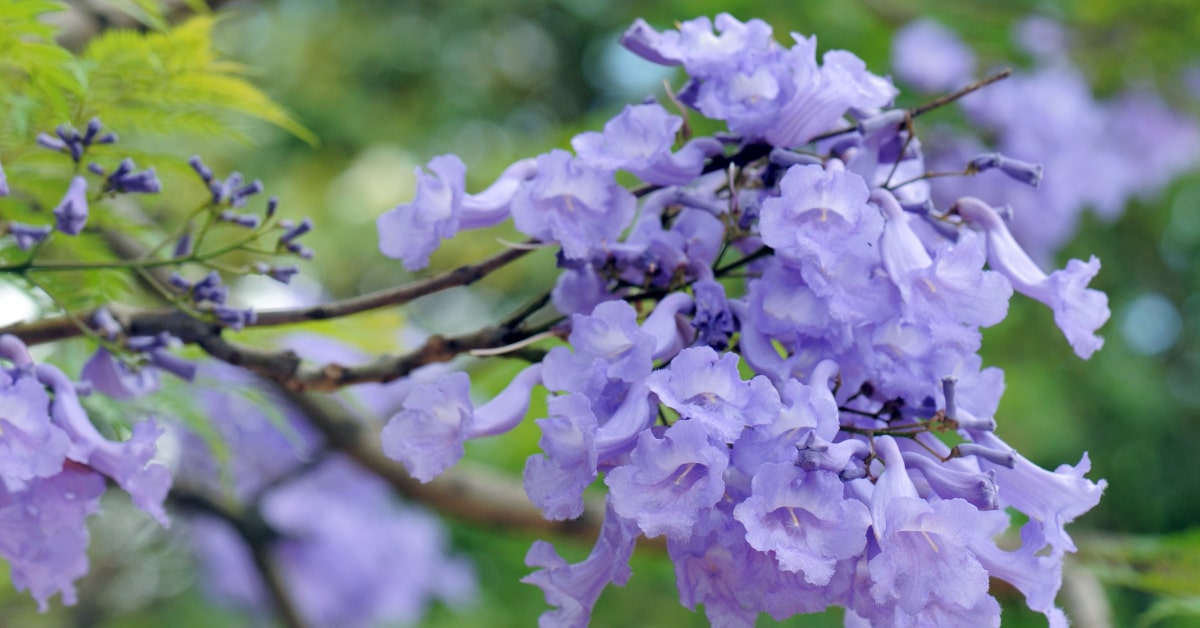Ramo di Jacaranda fiorito