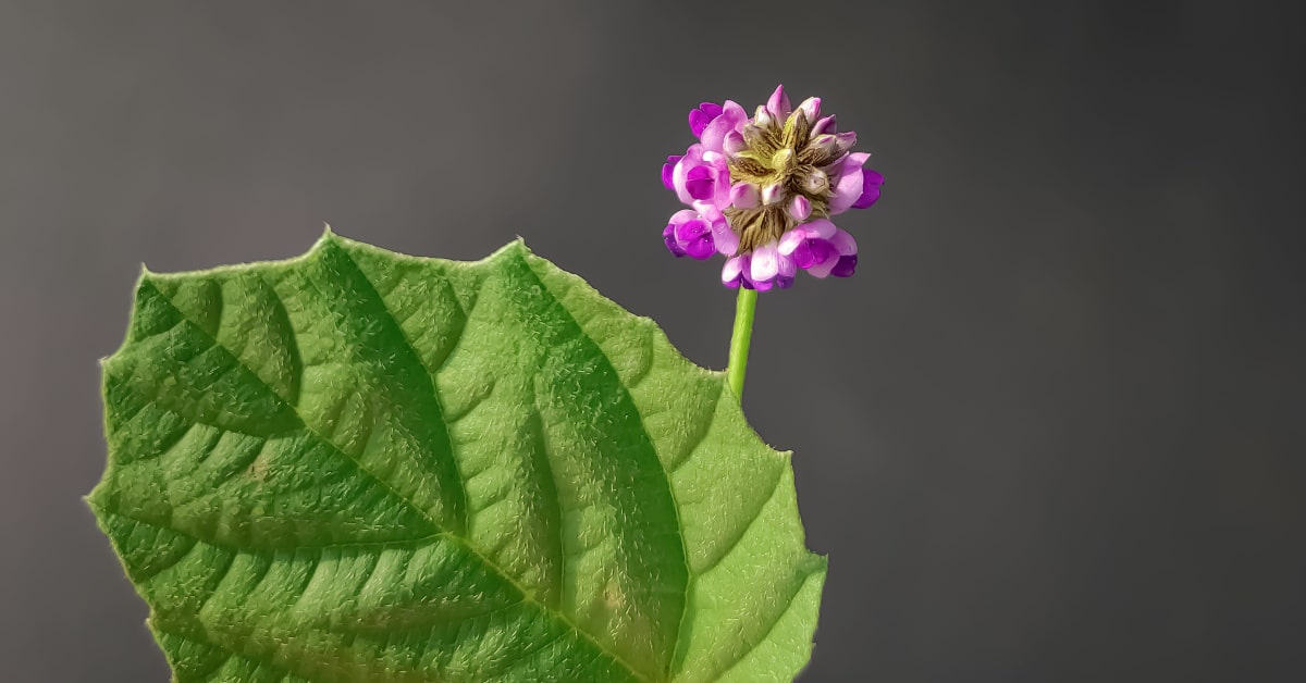 Pianta del Babchi, Psoralea corylifolia