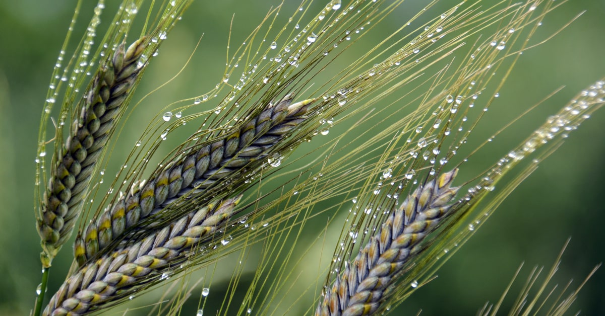 Spighe di farro verdi e con rugiada