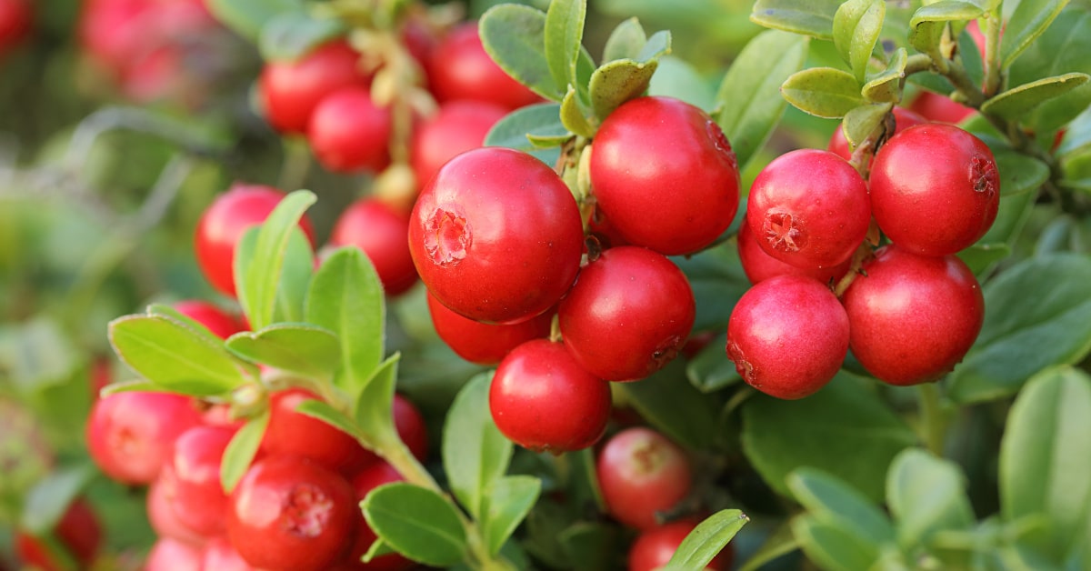Cespuglio con bacche rosse di mirtillo cranberry