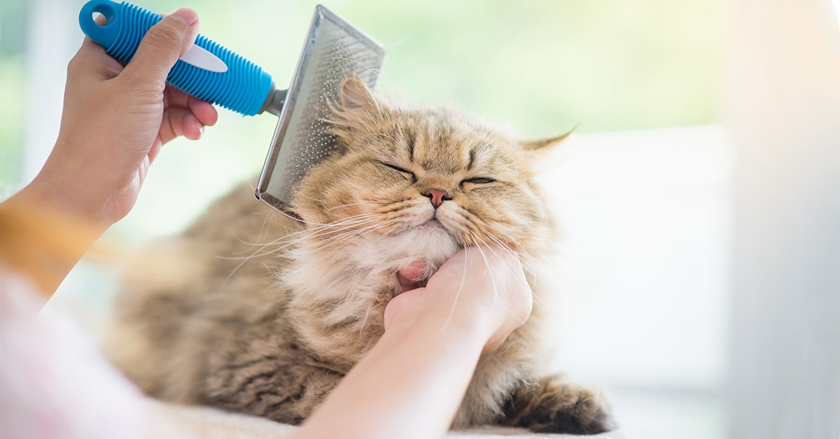 Gatto con spazzola per ridurre i boli di pelo