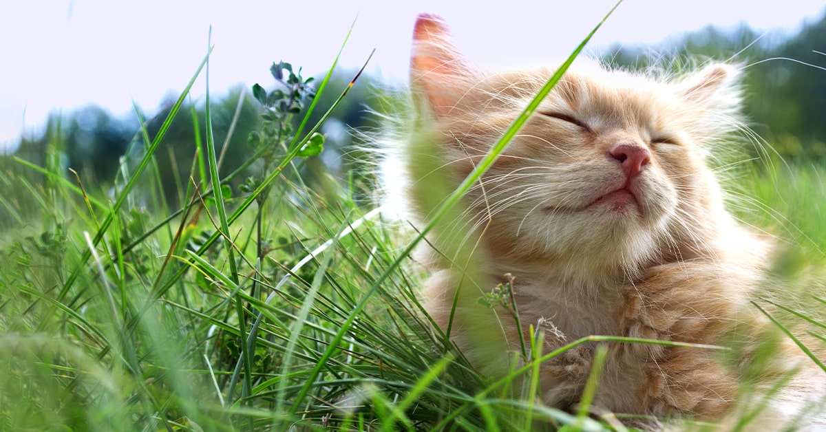 salute del gatto in primavera