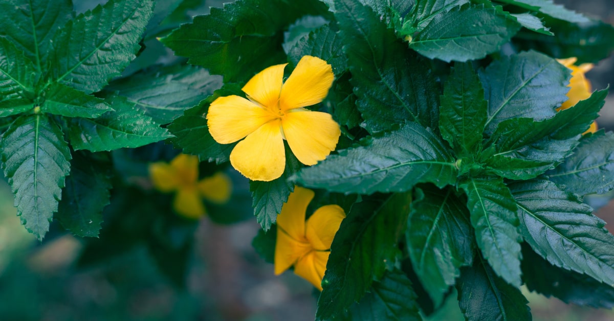Pianta e fiore di damiana