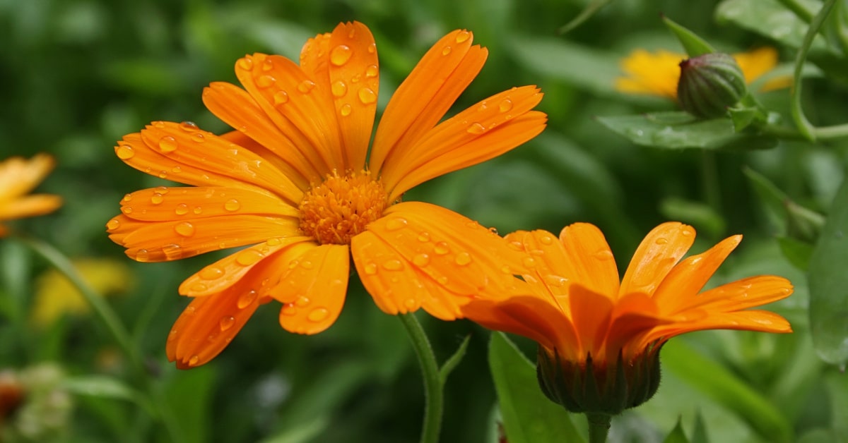 Fiori di calendula in natura con rugiada sui petali