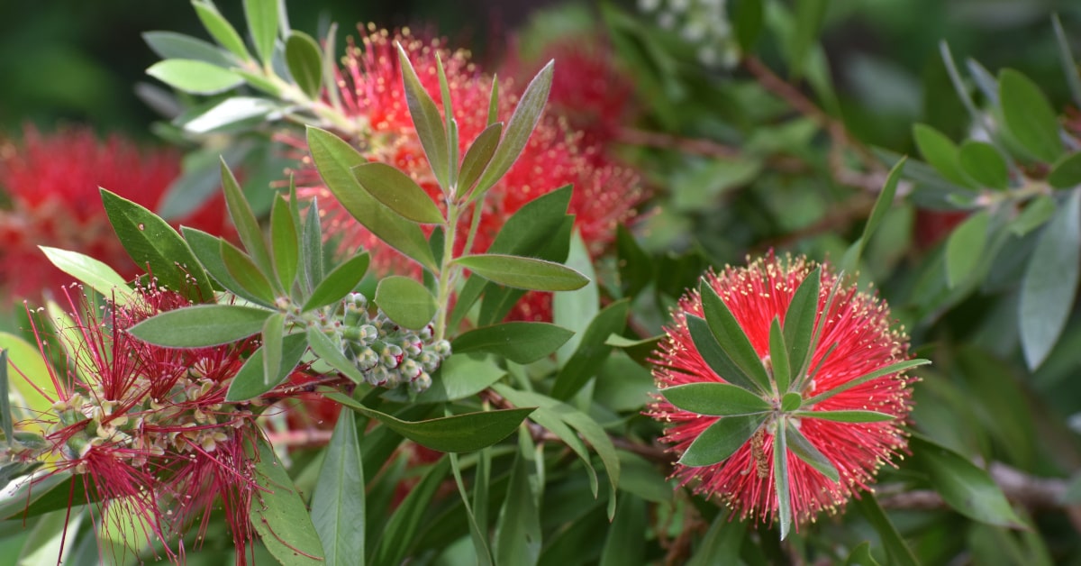 Fiore australiano Bottlebrush fiorito