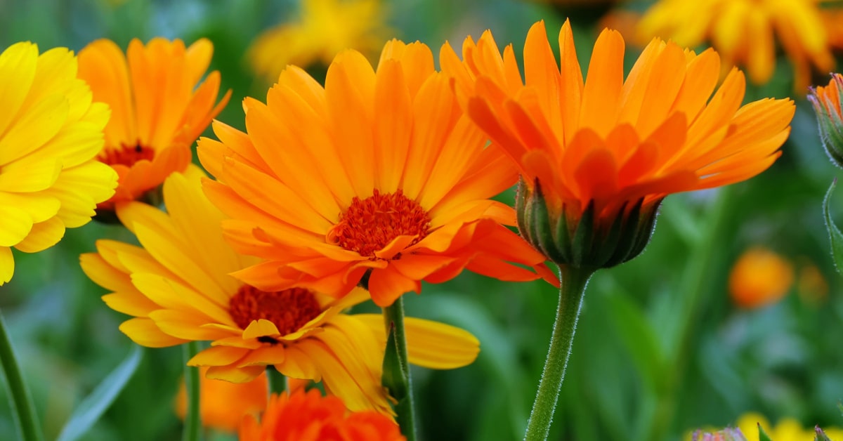 Fiori di calendula