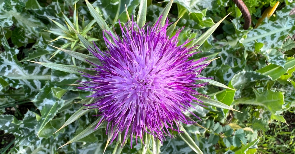 Pianta di cardo mariano con fiore in cima
