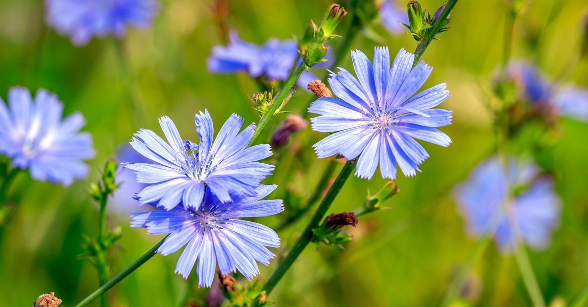 Fiori di cicoria fioriti