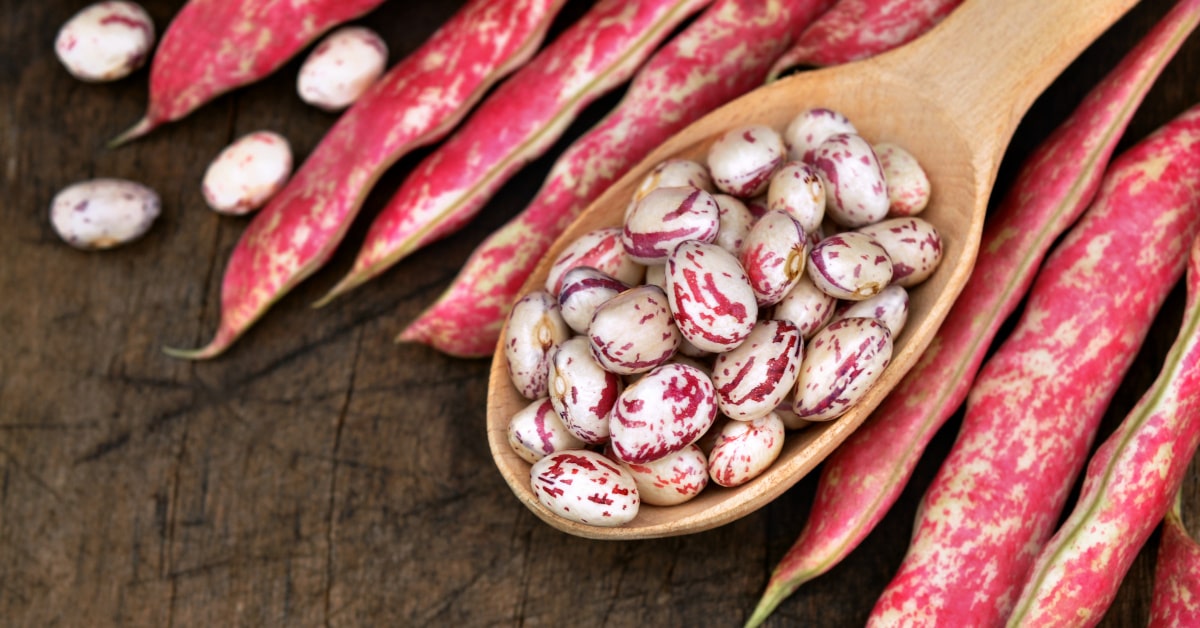 Fagioli borlotti freschi in grani e con la buccia