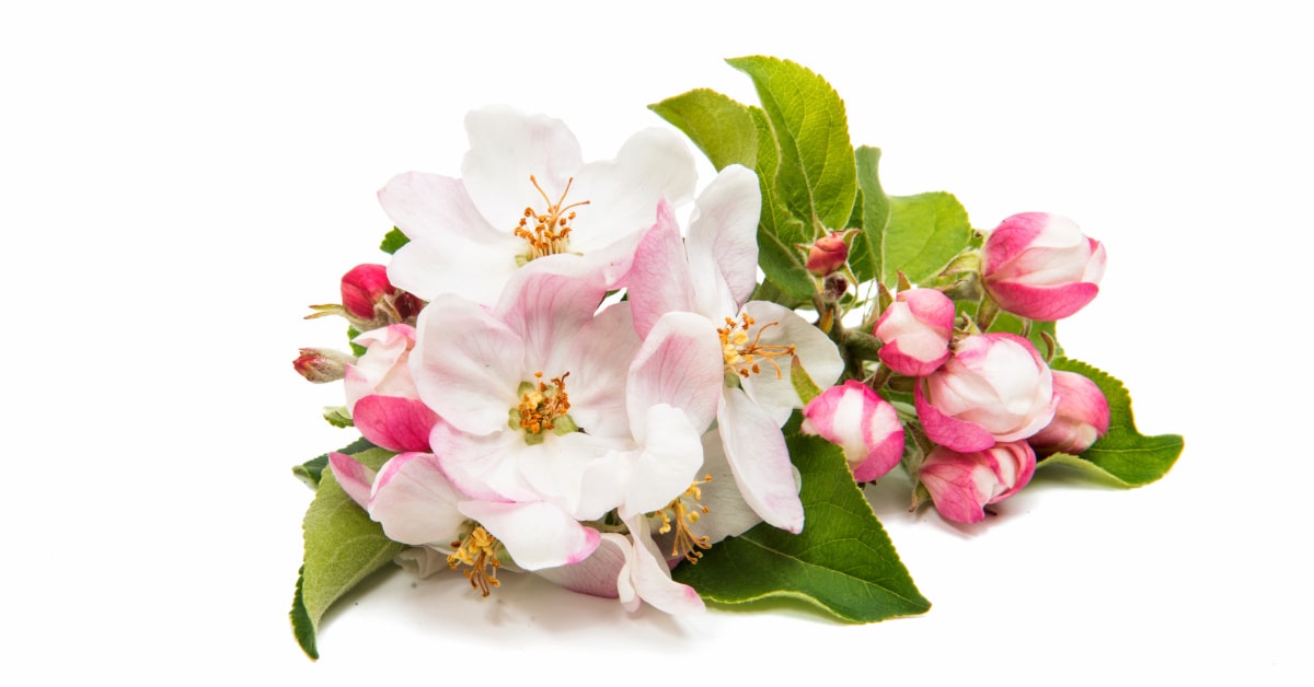 Fiori di melo