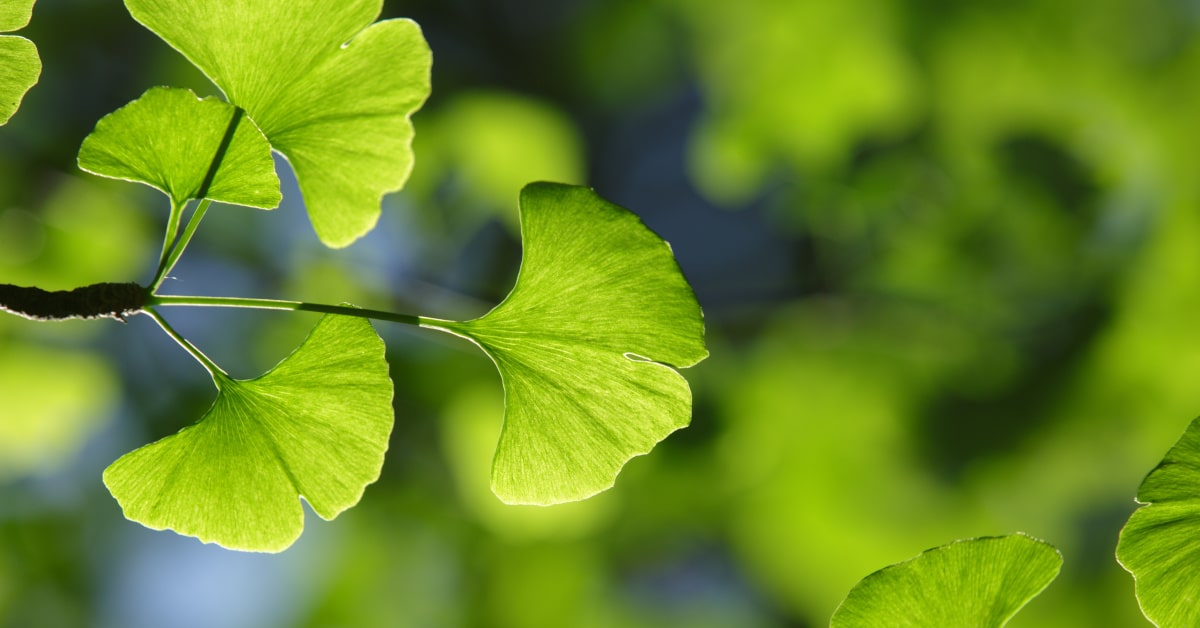 Foglie di ginkgo biloba sulla pianta
