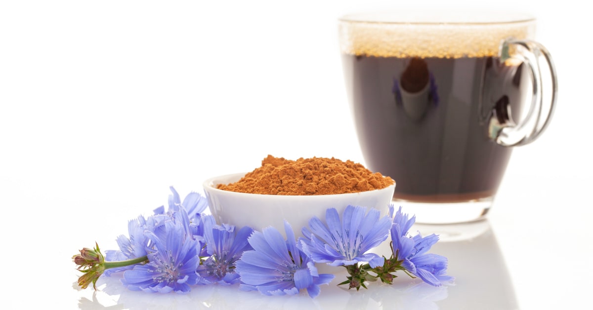 Tazza di caffè di cicoria, con polvere, radici e fiori della pianta di cicoria