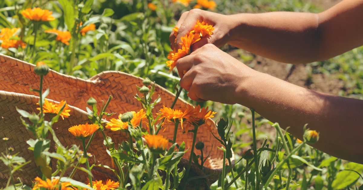 Raccolta di fiori di calendula da un prato 