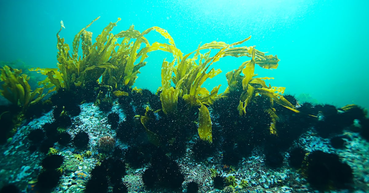 Alghe marine su fondale roccioso