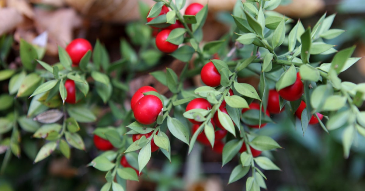 Rametti di pungitopo con bacche rosse