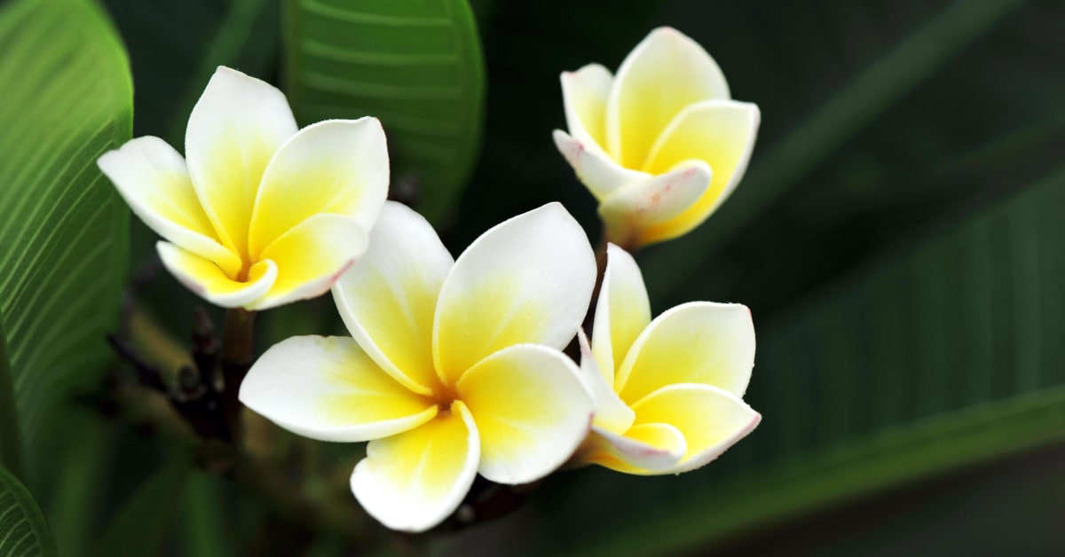 Fiori di frangipane