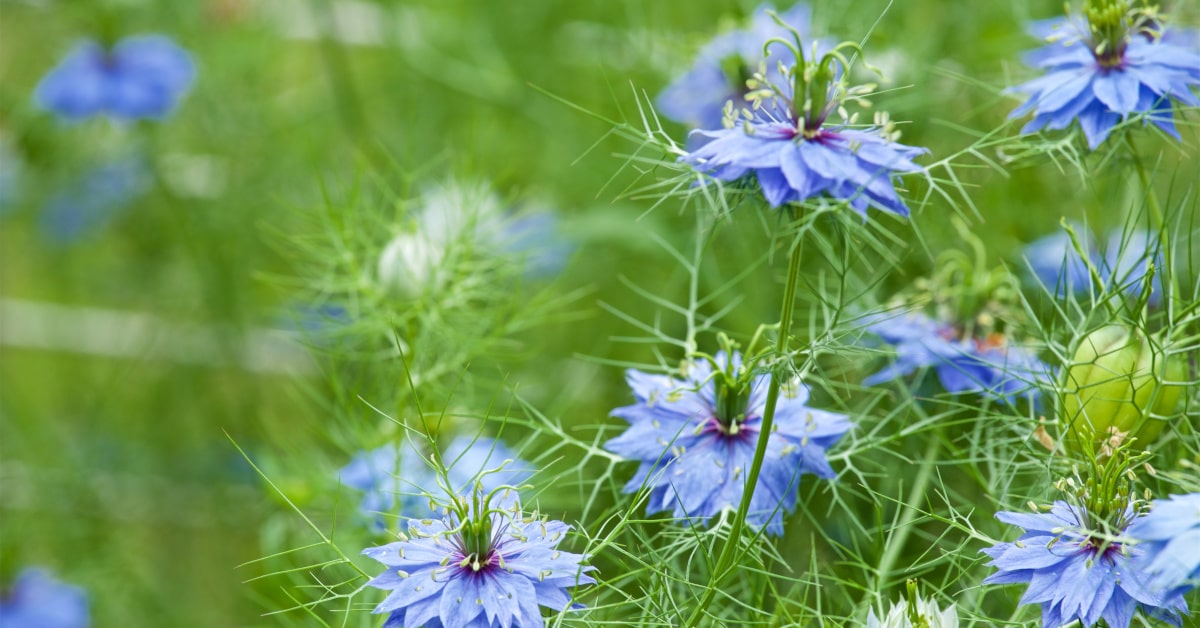 Fiori di Nigella sativa
