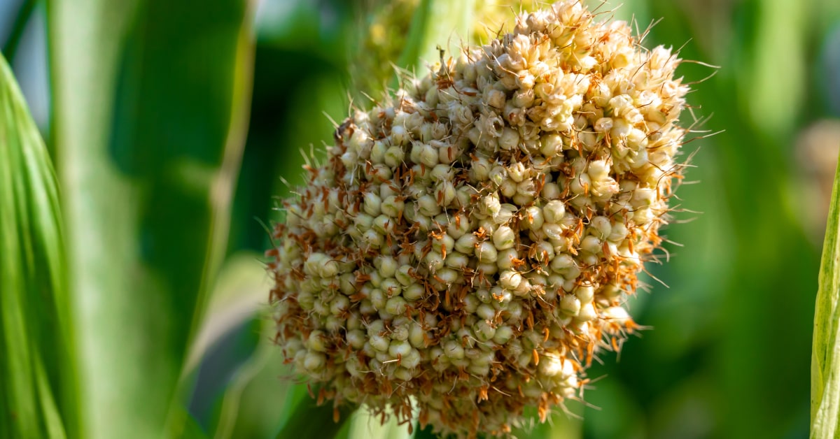 Pianta di sorgo