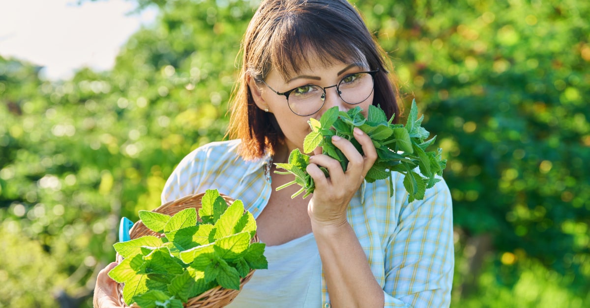 Donna che ammusa della menta fresca appena raccolta