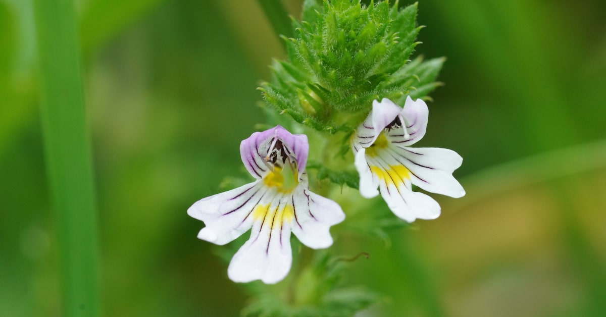 Fiori di Eufrasia officinalis